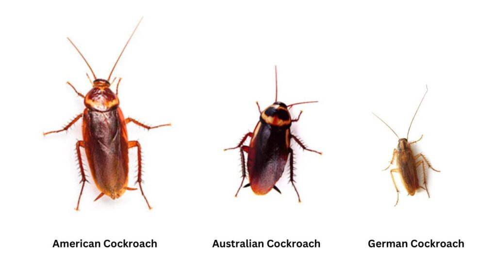 Cockroaches Exterminators Sydney