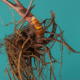 Supplements for Menopause: Effective Natural Solutions
