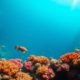 Great Blue Hole Belize: Your Essential Diving and Snorkelling Guide