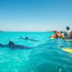 Whale Shark Swimming Tips: Best Times to Visit Belize