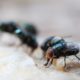 Maggot Extermination Tips for Sydney Homes
