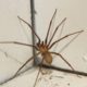Spider Pest Control Strategies for Effective Removal