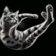 Cats Land on Their Feet: Unraveling the Science Behind It