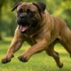 Bigger Dogs and Aggression: Unveiling the Truth