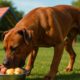 High-Protein Meals for Dogs: Energise and Enhance Health