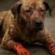 Burn Wound Care for Pets: Key Recovery Strategies
