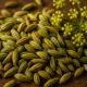Fennel Seed Recipes for Authentic Indian and Italian Dishes