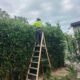 Hedging Plants for Effortless Newcastle Gardens