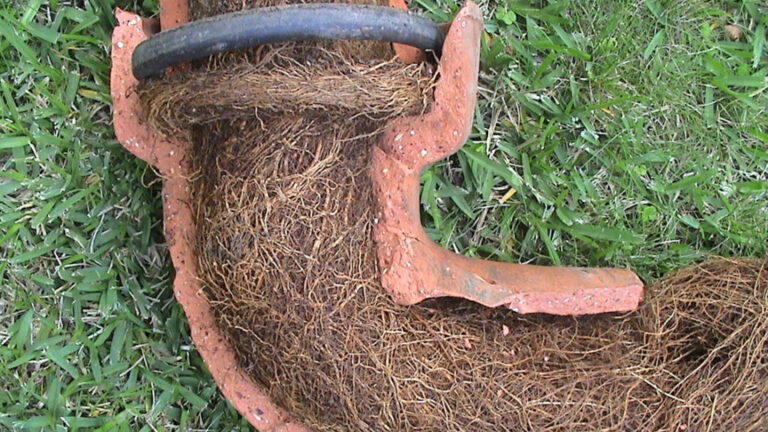 Tree Roots in Drains: Persistent Problems in Sutherland Shire