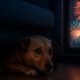 Firework Phobia Solutions for Keeping Pets Comfortable