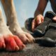 Dog Hot Weather Advice: Essential Pavement Safety Tips