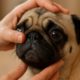 Eye Health Checks Essential for Brachycephalic Pets