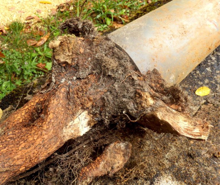 Tree Roots in Drains: Addressing Wollongong’s Persistent Problem