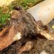 Tree Roots in Drains: Addressing Wollongong’s Persistent Problem