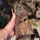 Clay Soil’s Effect on Pipe Integrity in Caboolture