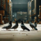 Pigeon Control Services: Effective Bird Shooting in Sydney