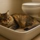 Litter Box Training Tips for Cat Care Success