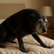 Arthritis Relief for Dogs: Effective Home Remedies to Try