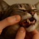 Teeth Brushing Kits for Cats: Your Essential Guide to Oral Care