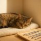 Teeth Brushing Kits for Cats: Key Tips for Oral Care