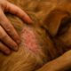 Flea Control for Pets: Stop Fall Surges with These Tips