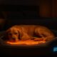 Temperature-Controlled Beds Enhance Your Pet’s Comfort