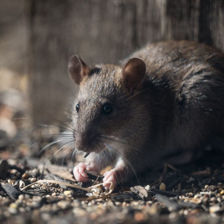 Rodent-Proofing Tips for a Safe and Secure Home