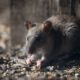 Rodent-Proofing Tips for a Safe and Secure Home