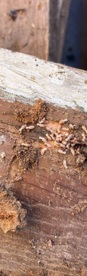 Termite Risk Management for Homes in NSW Explained