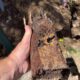 Tree Roots Blocking Pipes: Solutions for Pool Areas