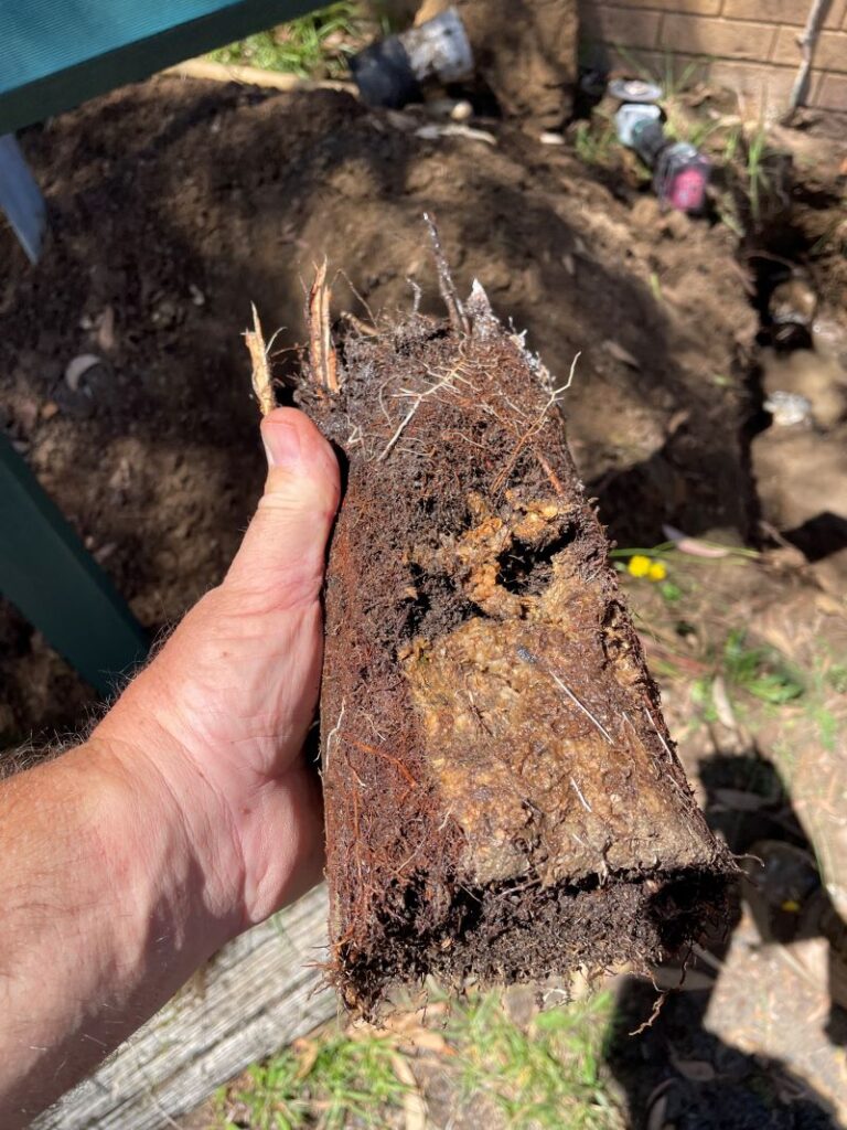 Tree roots extracted from a blocked drain pipe adjacent to a pool